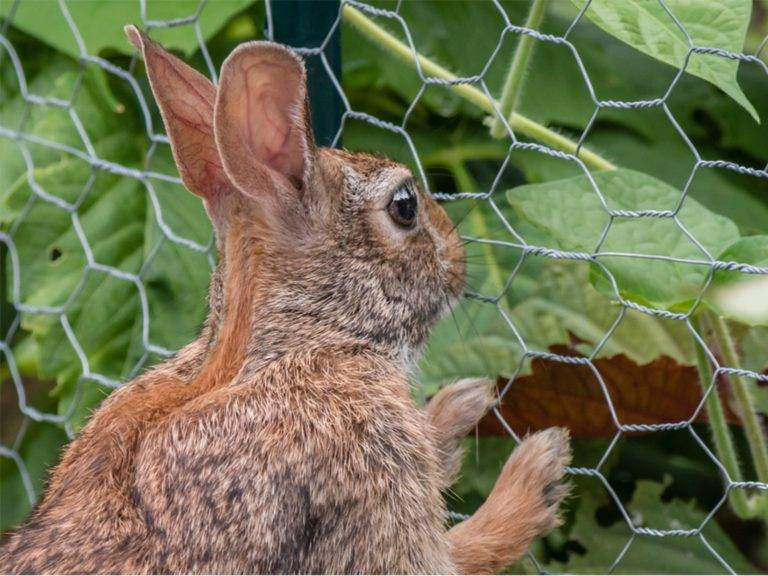 Rabbit-Netting-hexagonal mesh