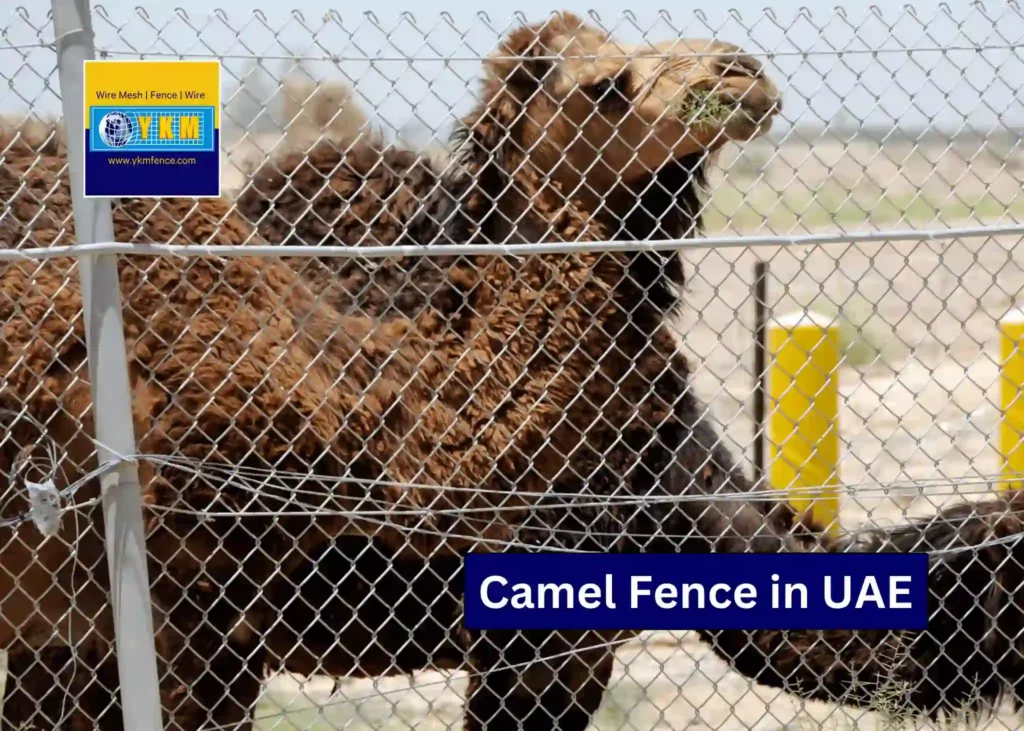 Camel Fence in UAE