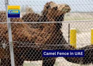 Camel Fence in UAE